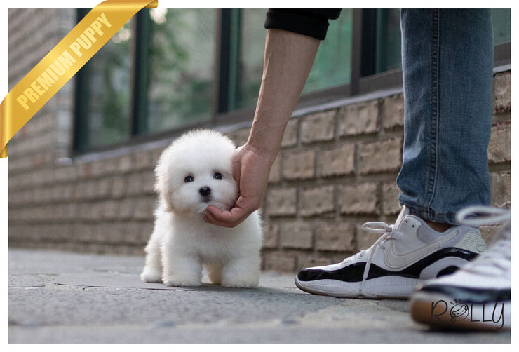 Rolly Teacup Puppies (Purchased by Korman) MOET - Coton De Tulear. F.