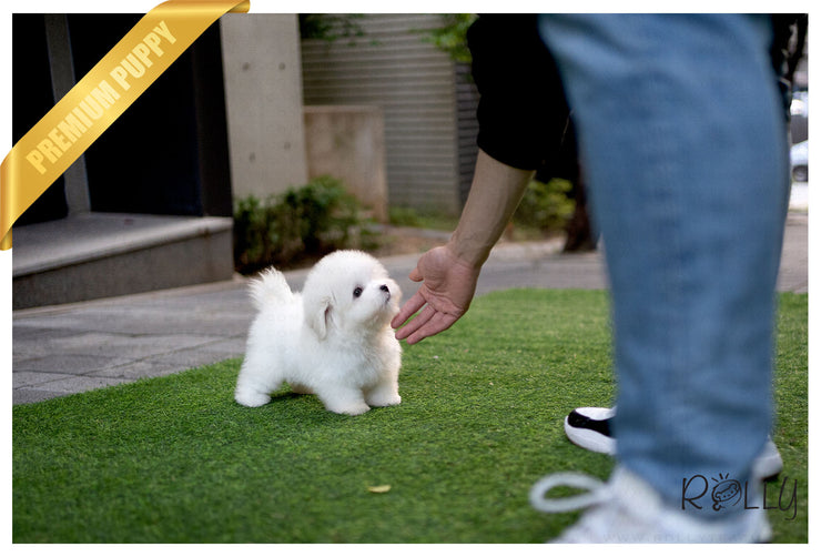 Rolly Teacup Puppies (Purchased by Korman) MOET - Coton De Tulear. F.