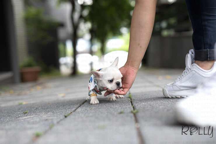 Rolly Teacup Puppies (Purchased by Mayle) Mojito - French Bulldog. M.
