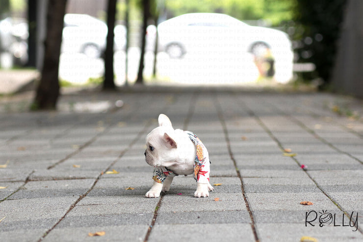 Rolly Teacup Puppies (Purchased by Mayle) Mojito - French Bulldog. M.
