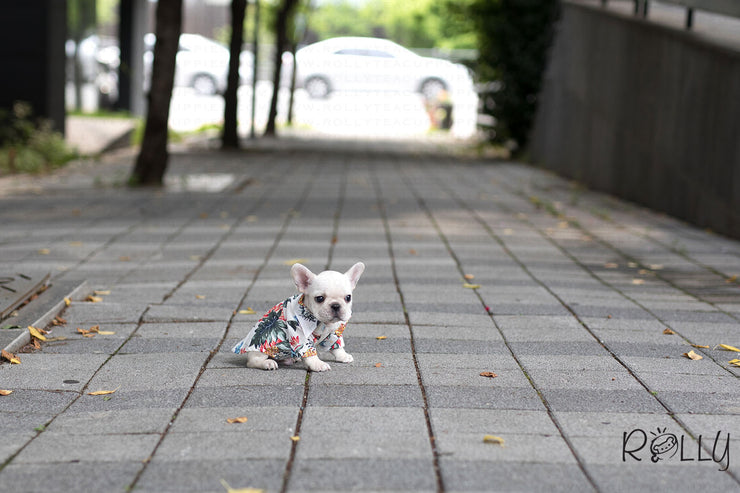 Rolly Teacup Puppies (Purchased by Mayle) Mojito - French Bulldog. M.