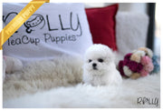 Rolly Teacup Puppies (Purchased by Ramirez) Momo - Bichon. M.
