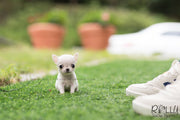 Rolly Teacup Puppies (SOLD to Audet) Momo - Chihuahua. M.