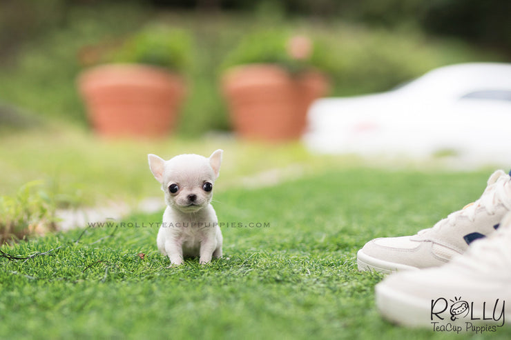 Rolly Teacup Puppies (SOLD to Audet) Momo - Chihuahua. M.