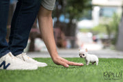 Rolly Teacup Puppies (SOLD to Audet) Momo - Chihuahua. M.