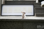 Rolly Teacup Puppies (SOLD to Audet) Momo - Chihuahua. M.