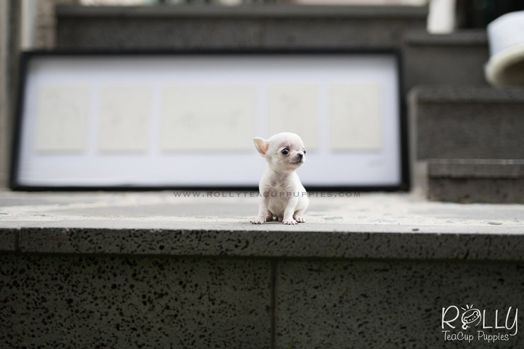 Rolly Teacup Puppies (SOLD to Audet) Momo - Chihuahua. M.