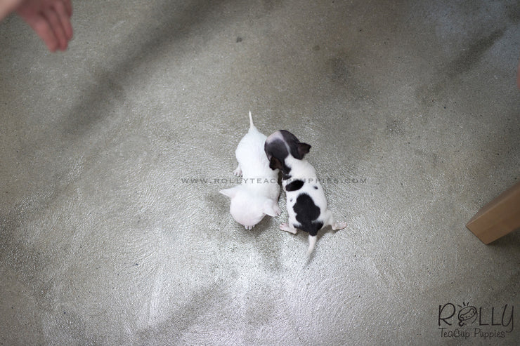 Rolly Teacup Puppies (SOLD to Audet) Momo - Chihuahua. M.