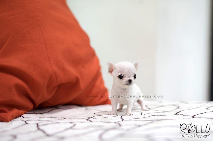 Rolly Teacup Puppies (SOLD to Audet) Momo - Chihuahua. M.