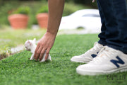 Rolly Teacup Puppies (SOLD to Audet) Momo - Chihuahua. M.