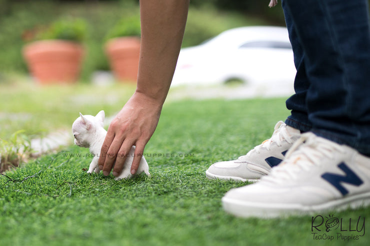 Rolly Teacup Puppies (SOLD to Audet) Momo - Chihuahua. M.