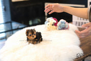 Rolly Teacup Puppies (SOLD to Rashed) Momo - Yorkie. M.