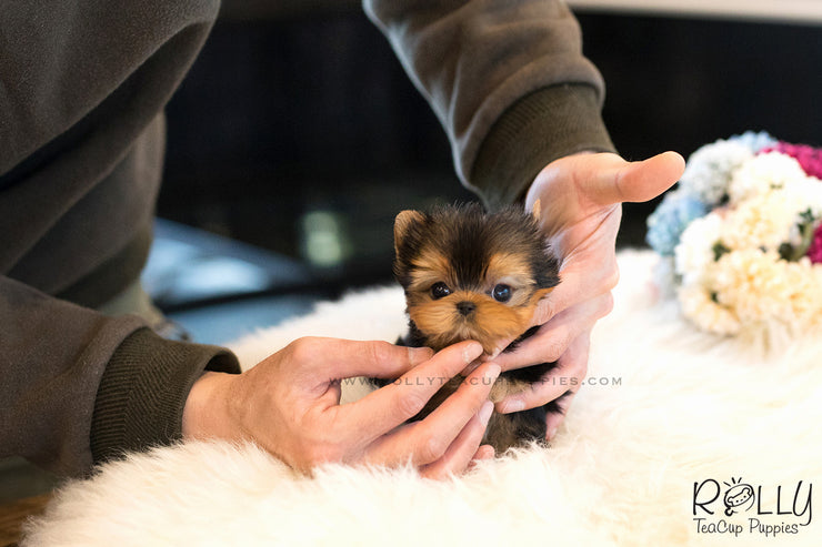 Rolly Teacup Puppies (SOLD to Rashed) Momo - Yorkie. M.