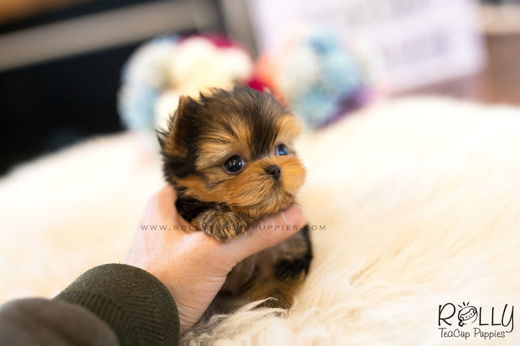 Rolly Teacup Puppies (SOLD to Rashed) Momo - Yorkie. M.
