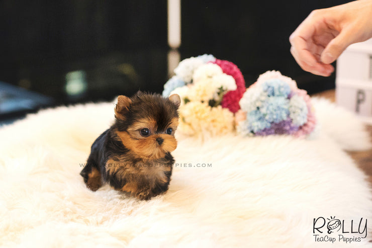 Rolly Teacup Puppies (SOLD to Rashed) Momo - Yorkie. M.