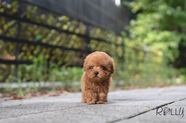 Rolly Teacup Puppies MONG - MALE (PURCHASED by Latham).