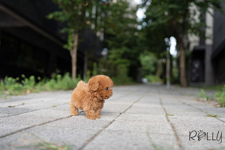 Rolly Teacup Puppies MONG - MALE (PURCHASED by Latham).