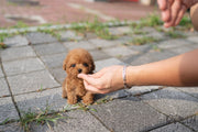 Rolly Teacup Puppies MONG - MALE (PURCHASED by Latham).