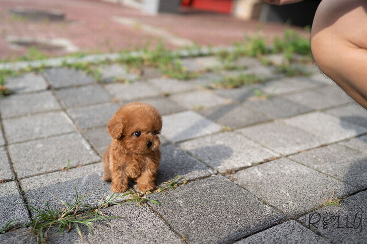 Rolly Teacup Puppies MONG - MALE (PURCHASED by Latham).