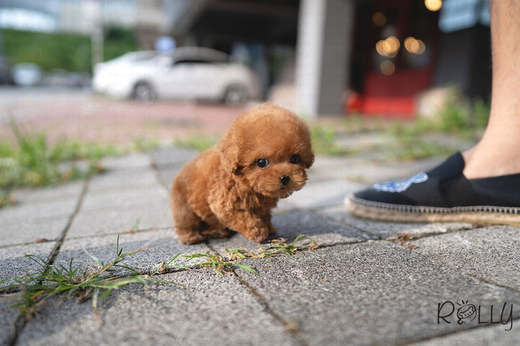 Rolly Teacup Puppies MONG - MALE (PURCHASED by Latham).