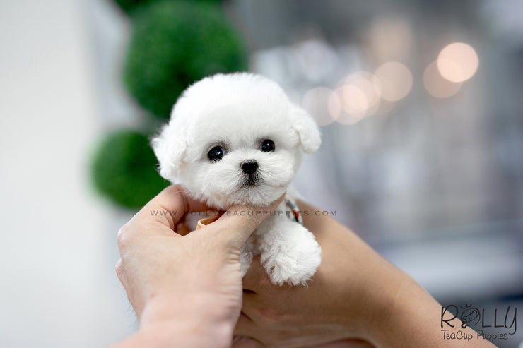 Rolly Teacup Puppies (SOLD To Redmond) Star - Bichon Frise. F.