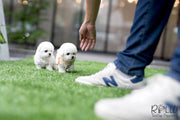Rolly Teacup Puppies (SOLD To Redmond) Star - Bichon Frise. F.