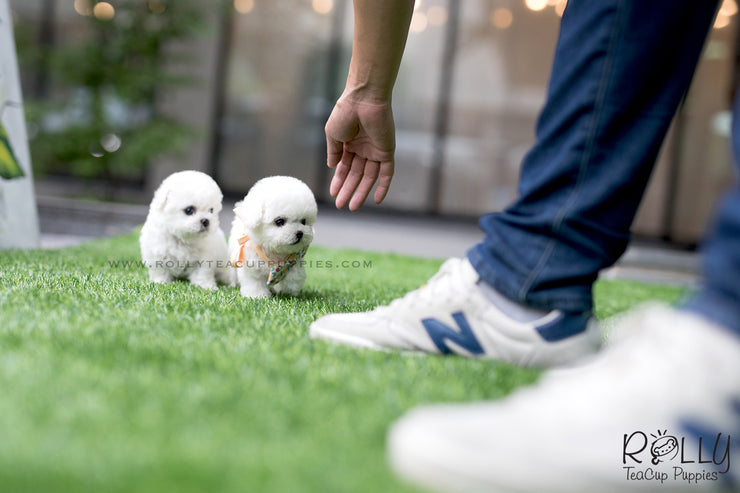 Rolly Teacup Puppies (SOLD To Redmond) Star - Bichon Frise. F.