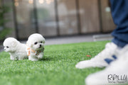 Rolly Teacup Puppies (SOLD To Redmond) Star - Bichon Frise. F.