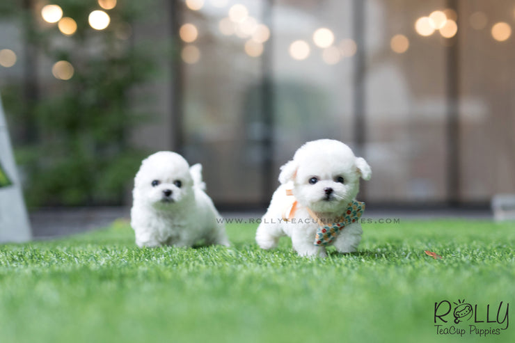 Rolly Teacup Puppies (SOLD To Redmond) Star - Bichon Frise. F.