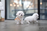 Rolly Teacup Puppies (SOLD To Redmond) Star - Bichon Frise. F.