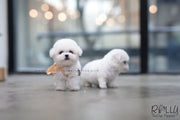 Rolly Teacup Puppies (SOLD To Redmond) Star - Bichon Frise. F.