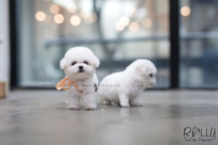 Rolly Teacup Puppies (SOLD To Redmond) Star - Bichon Frise. F.