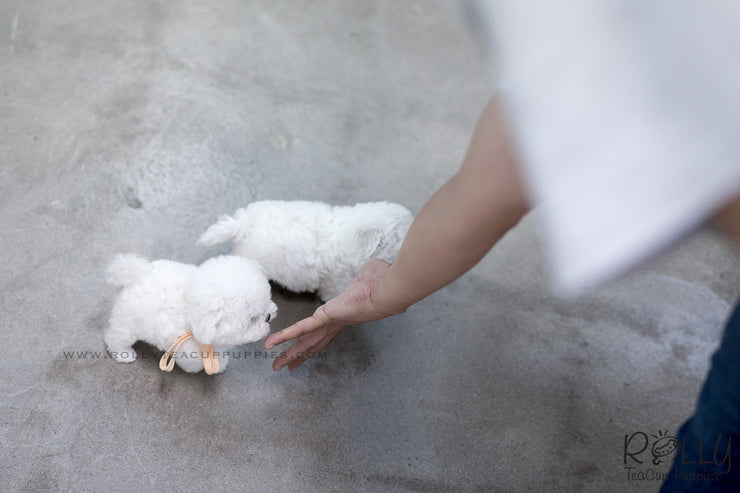 Rolly Teacup Puppies (SOLD To Redmond) Star - Bichon Frise. F.