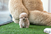 Rolly Teacup Puppies (Purchased by Gail) Muffin - Poodle. F.