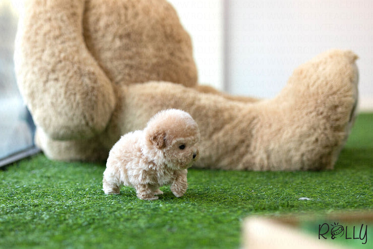 Rolly Teacup Puppies (Purchased by Gail) Muffin - Poodle. F.