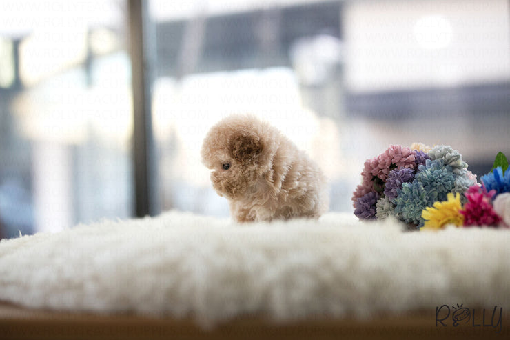 Rolly Teacup Puppies (Purchased by Gail) Muffin - Poodle. F.
