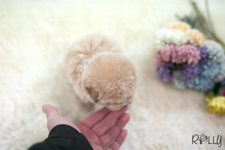 Rolly Teacup Puppies (Purchased by Gail) Muffin - Poodle. F.