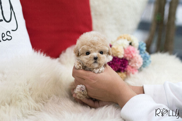 Rolly Teacup Puppies (Purchased by Gail) Muffin - Poodle. F.