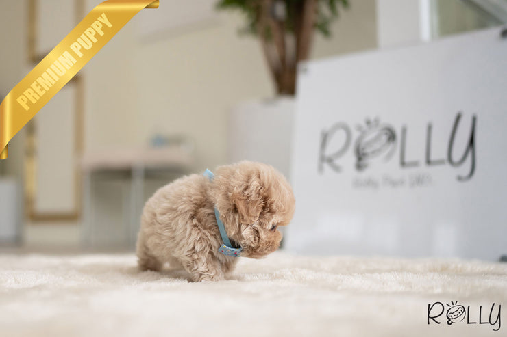 Rolly Teacup Puppies NUTTY - FEMALE (PURCHASED by GENOVA).