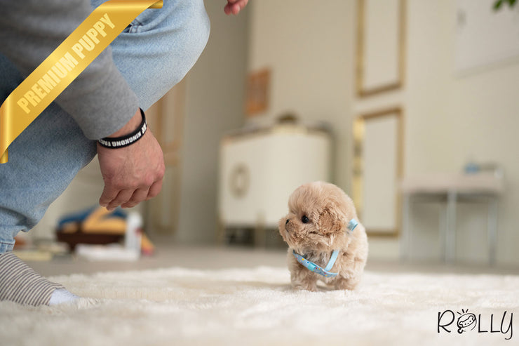 Rolly Teacup Puppies NUTTY - FEMALE (PURCHASED by GENOVA).
