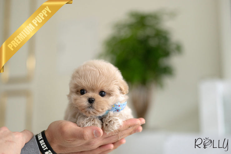 Rolly Teacup Puppies NUTTY - FEMALE (PURCHASED by GENOVA).