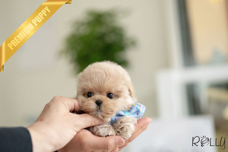 Rolly Teacup Puppies NUTTY - FEMALE (PURCHASED by GENOVA).