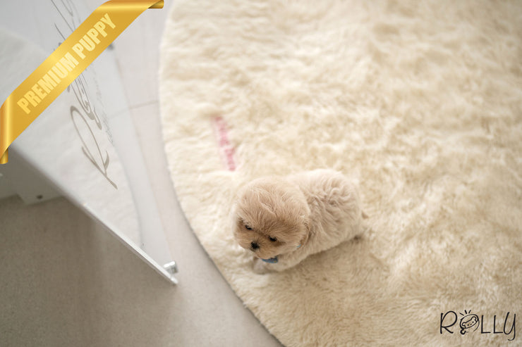 Rolly Teacup Puppies NUTTY - FEMALE (PURCHASED by GENOVA).