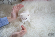 Rolly Teacup Puppies (SOLD to Boles) Nacho - Chihuahua. M.