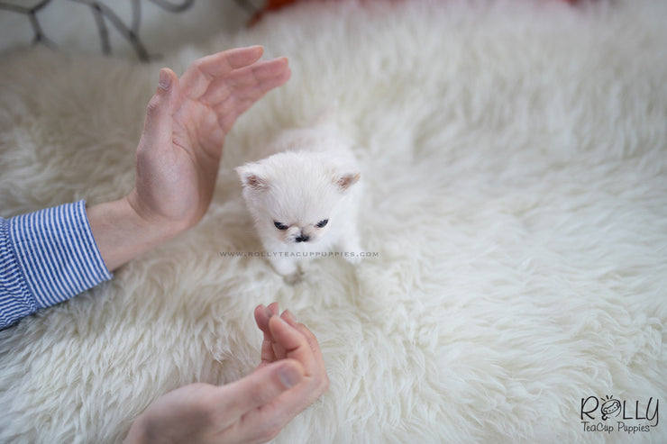 Rolly Teacup Puppies (SOLD to Boles) Nacho - Chihuahua. M.