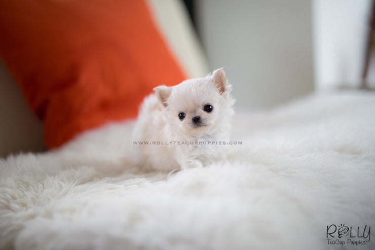 Rolly Teacup Puppies (SOLD to Boles) Nacho - Chihuahua. M.
