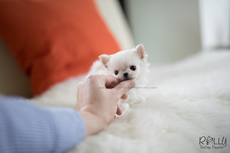 Rolly Teacup Puppies (SOLD to Boles) Nacho - Chihuahua. M.