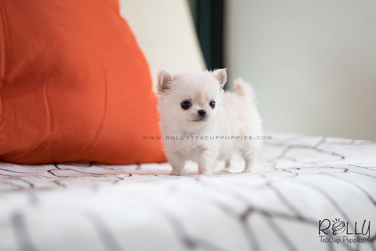 Rolly Teacup Puppies (SOLD to Boles) Nacho - Chihuahua. M.