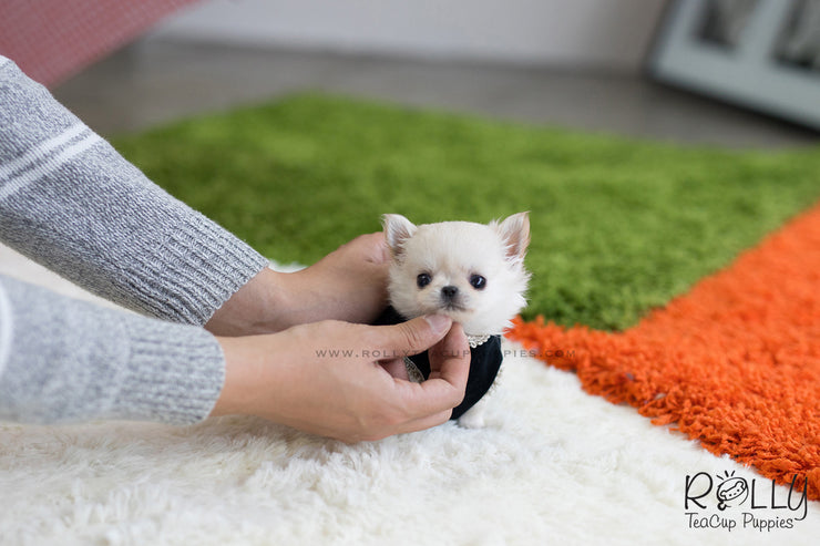 Rolly Teacup Puppies (SOLD to Boles) Nacho - Chihuahua. M.