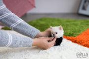 Rolly Teacup Puppies (SOLD to Boles) Nacho - Chihuahua. M.